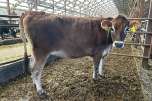 691538 921 Rumělka 24